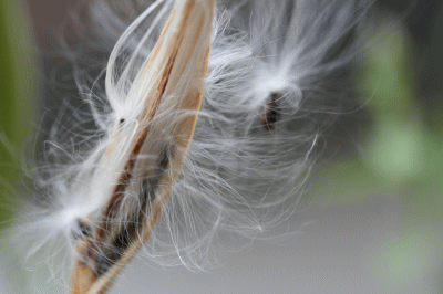 d0100192_2123399.gif