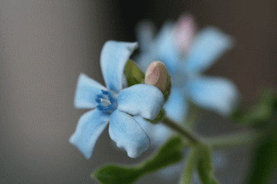 d0100192_21242246.gif