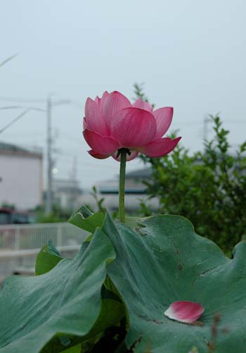 a0044202_7281543.jpg