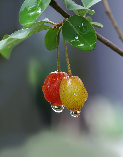 茱萸 グミ 野草デジカメ日記 茱萸 グミ 野草デジカメ日記