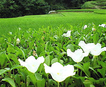 e0001406_2354381.jpg