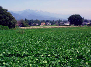 c0047814_13542068.jpg