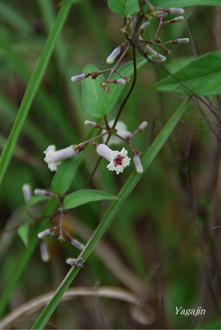 f0136821_702837.jpg