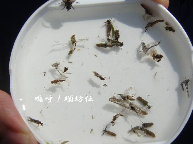 c0106128_22113482.jpg