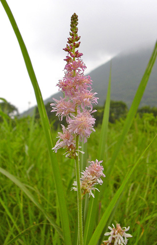 8月4日　榛名にて　花散歩その1_a0001354_22385930.jpg