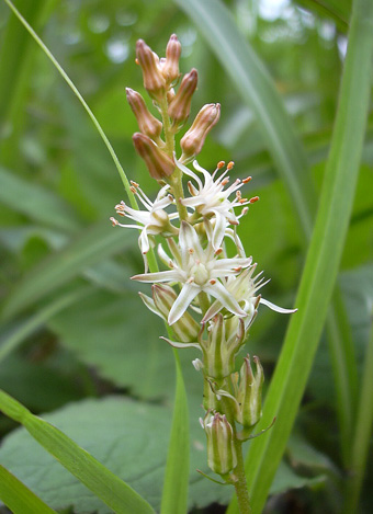 8月4日　榛名にて　花散歩その1_a0001354_22441864.jpg