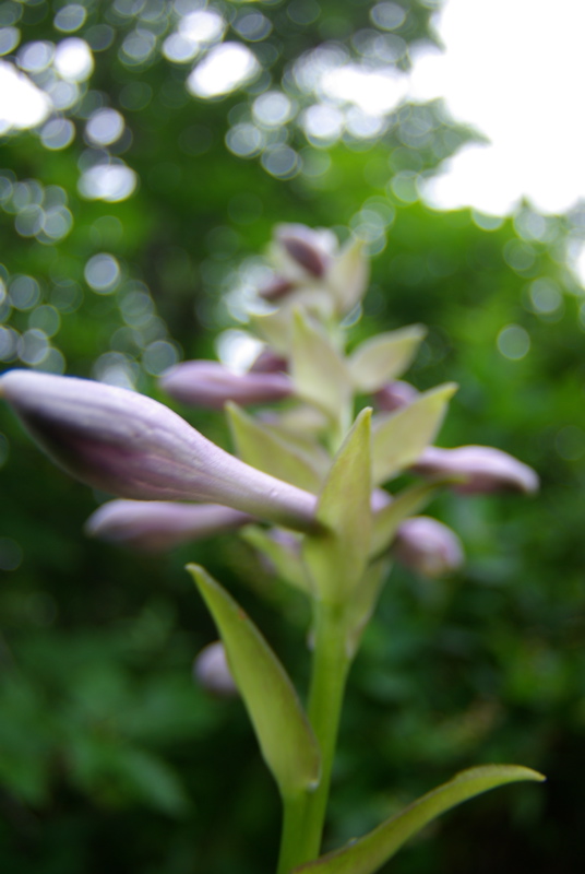 ７月２９日　天空の花園ユートピア（登下山中の花達編）_a0009554_21513951.jpg