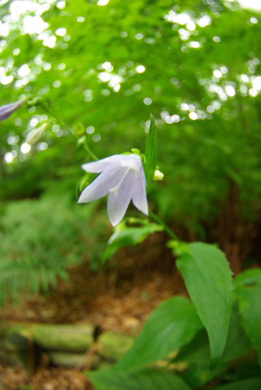 ７月２９日　天空の花園ユートピア（登下山中の花達編）_a0009554_21553558.jpg