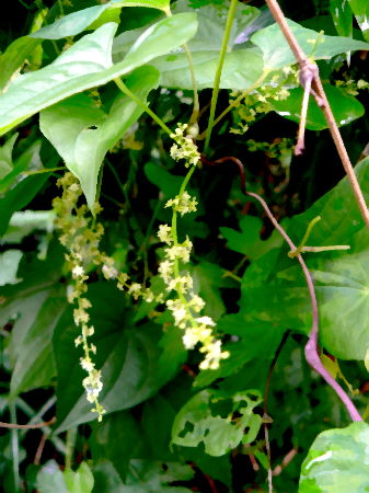 d0091754_2511819.jpg