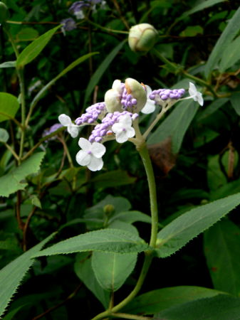 d0091754_5215915.jpg
