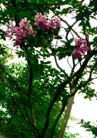 d0091754_584394.jpg