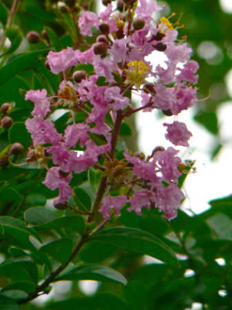d0091754_58554.jpg