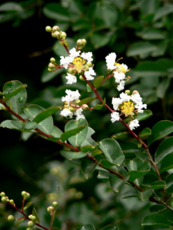 d0091754_59637.jpg