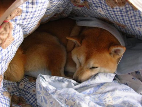 2007年8月4日(土)・・・チェス君、調子乗り過ぎはイヤよ!_f0060461_16452395.jpg