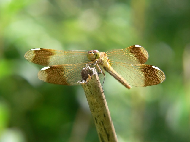 d0094165_19422041.jpg