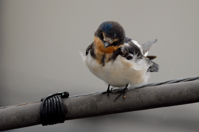 ツバメ 幼鳥_f0053272_12414449.jpg