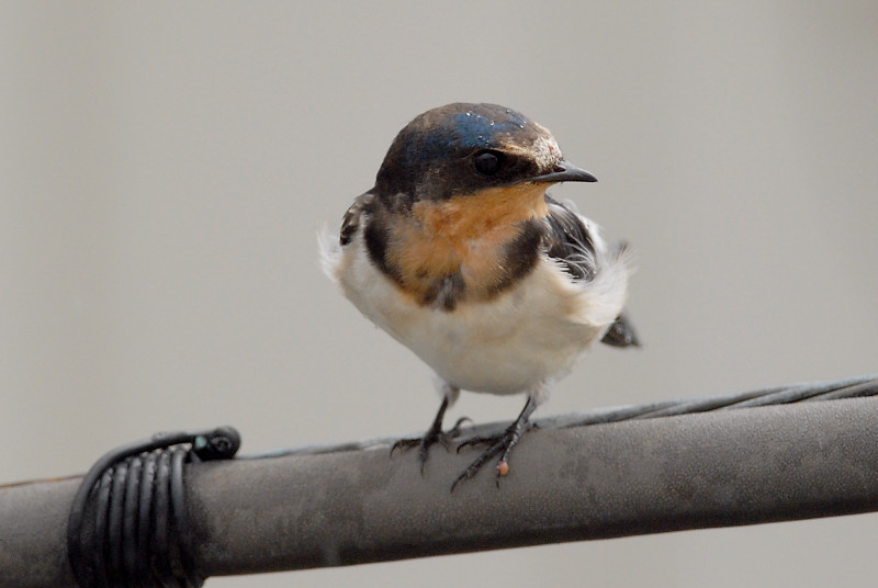 ツバメ 幼鳥_f0053272_1249392.jpg