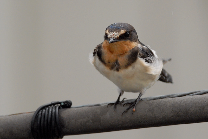 ツバメ 幼鳥_f0053272_12501059.jpg