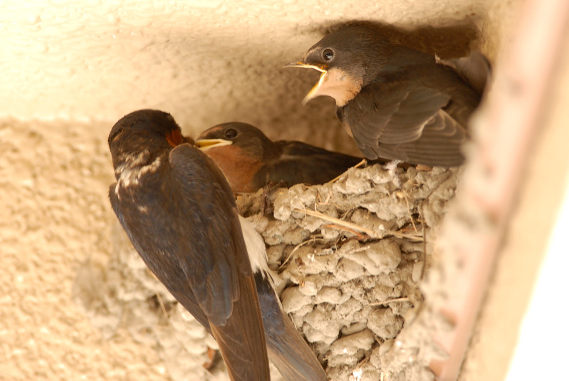 ツバメ 幼鳥_f0053272_12571981.jpg