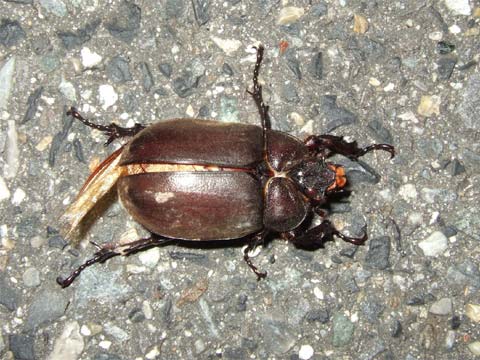 もしかして奇形？それとも外国のカブトムシ？_b0025008_18304579.jpg