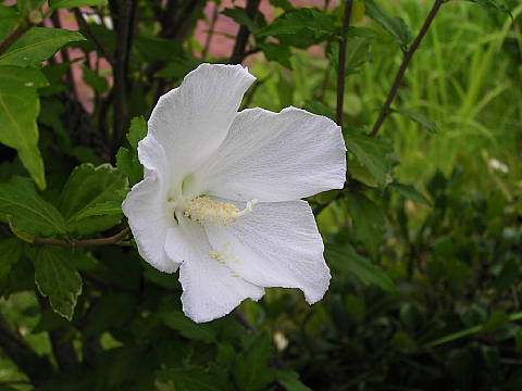 アオイ科の花 白いムクゲ ヤノネボンテンカ ハイビスカス 風に吹かれて