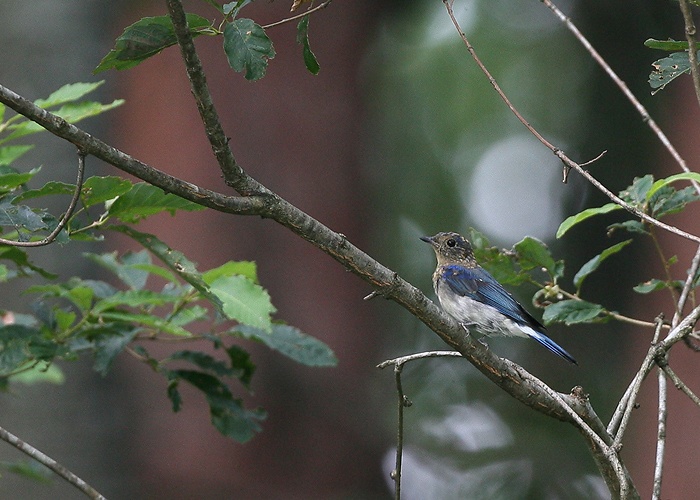 公園の幼鳥_f0132959_2163634.jpg