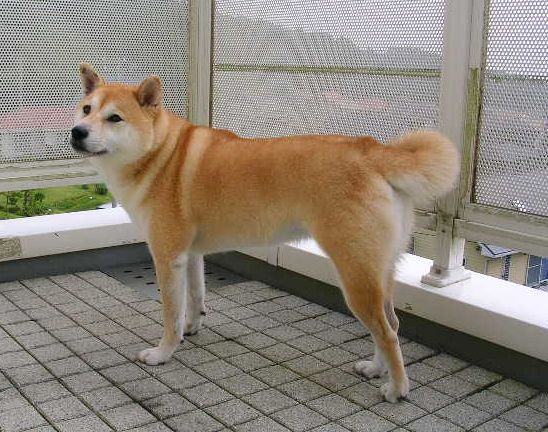 山女さくらちゃん、壁女愛ちゃん対決!_f0060461_15412580.jpg