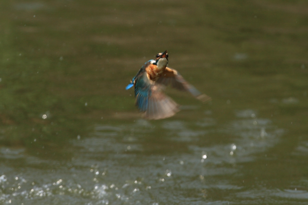 いつもの鳥撮り_b0092366_1531096.jpg