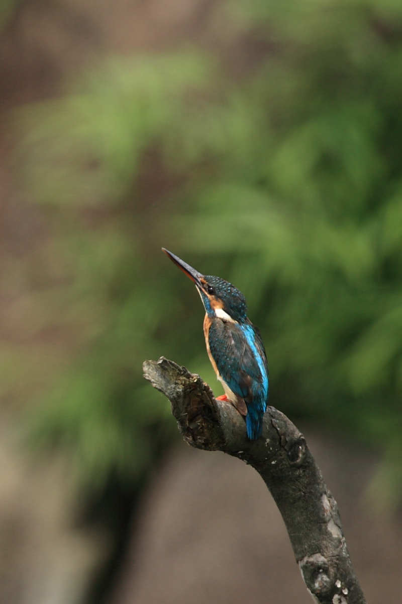 いつもの鳥撮り_b0092366_1532234.jpg