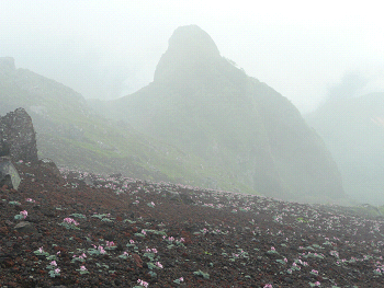 2007/07/28～29 コマクサ咲く八ヶ岳_e0050472_073254.jpg