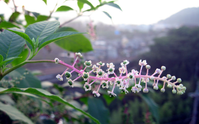 ■今朝の花々_f0015474_9585577.jpg