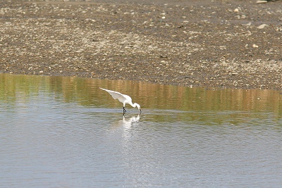 8月今津探鳥会_f0022486_23391537.jpg