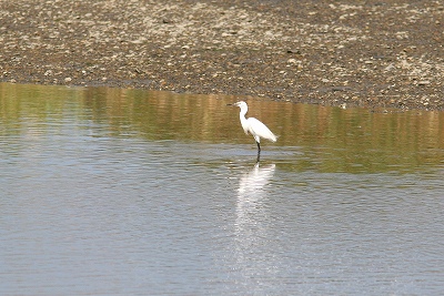 8月今津探鳥会_f0022486_23393048.jpg