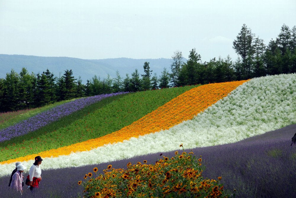 北海道富良野の花畑_e0087201_21501991.jpg