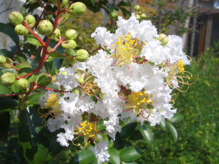 c0056707_7112667.jpg