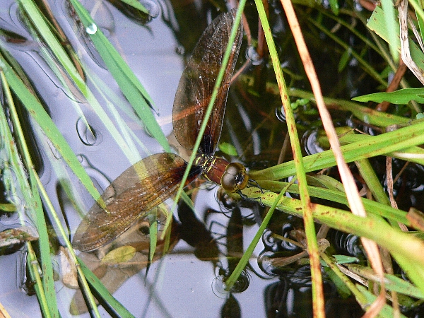 e0002314_21441570.jpg