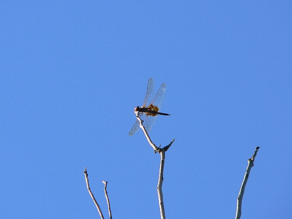 e0002314_21555992.jpg
