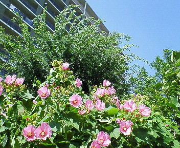 d0065116_20511959.jpg