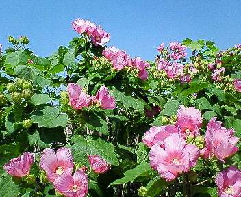 d0065116_2051693.jpg