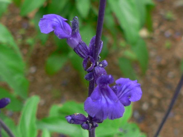 サルビア ファリナセア 花の仲間調べ サルビア ファリナセア 花の仲間調べ