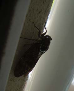 c0124333_23393698.jpg
