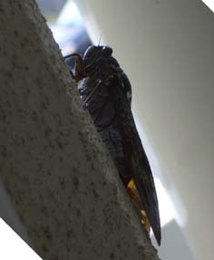 c0124333_2339926.jpg