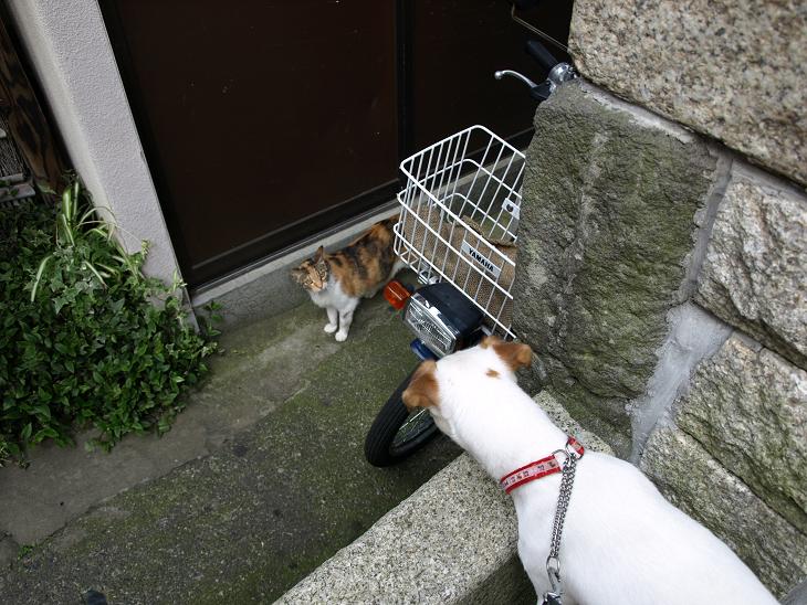 スノーwith猫_e0069433_03356.jpg