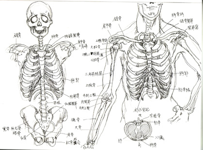 骨格図 Naoya Blog