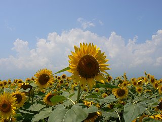 明野のひまわり_f0019247_1711668.jpg