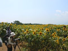 明野のひまわり_f0019247_1713786.jpg