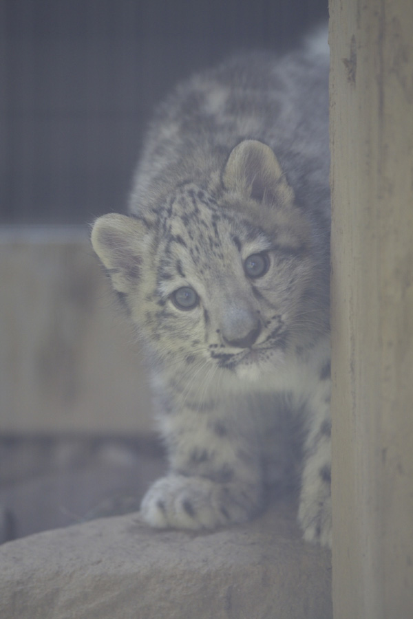 多摩動物公園95_e0060169_643126.jpg