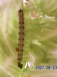 レタスから虫が 昆虫ブログ むし探検広場 レタスから虫が 昆虫ブログ むし探検広場