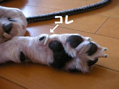 狼爪 と書いてなんと読む バカ犬と呼ばれて 狼爪 と書いてなんと読む バカ犬と呼ばれて