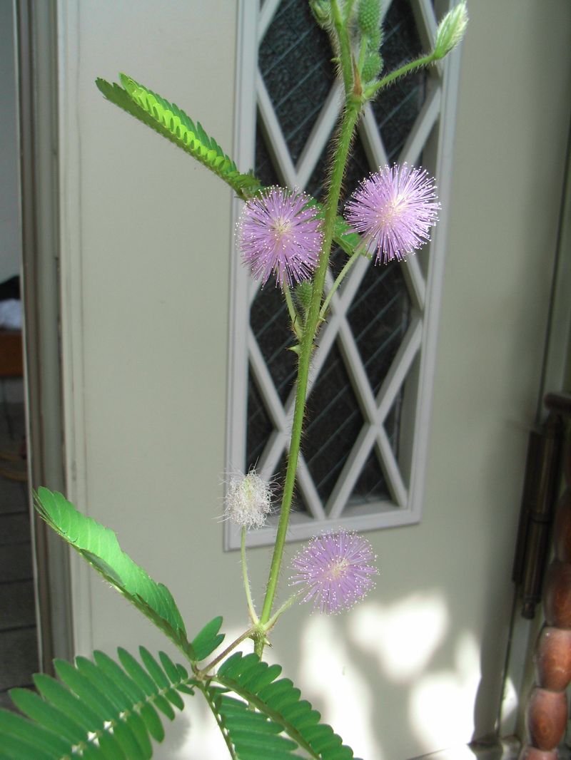 オジギソウの花_c0025115_20294454.jpg